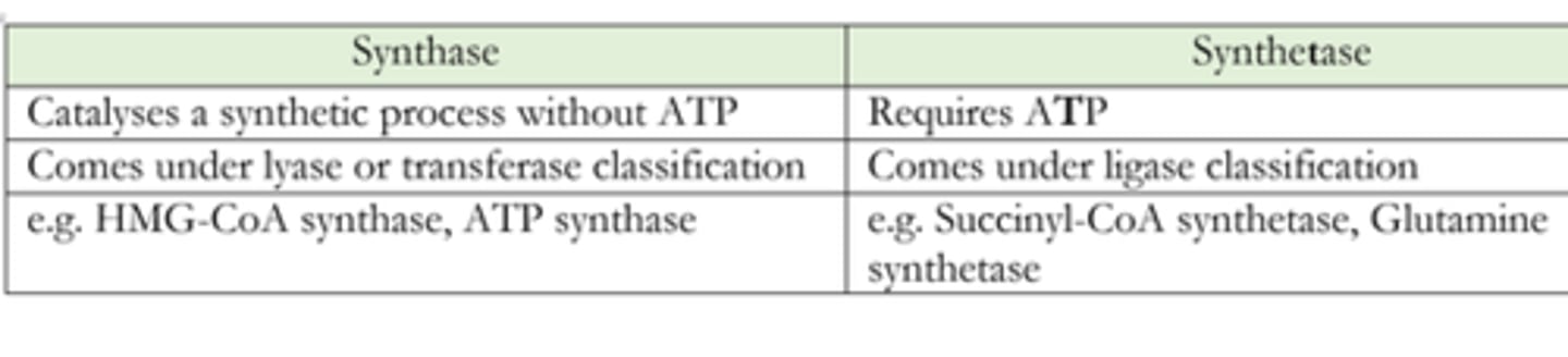 <p>Synthases and Synthetases both catalyze synthesis reactions.</p><p>Synthases do not require outside energy to catalyze their reactions, whereas Synthetases do need outside energy to catalyze their reactions (usually in the form of GTP or ATP).</p>