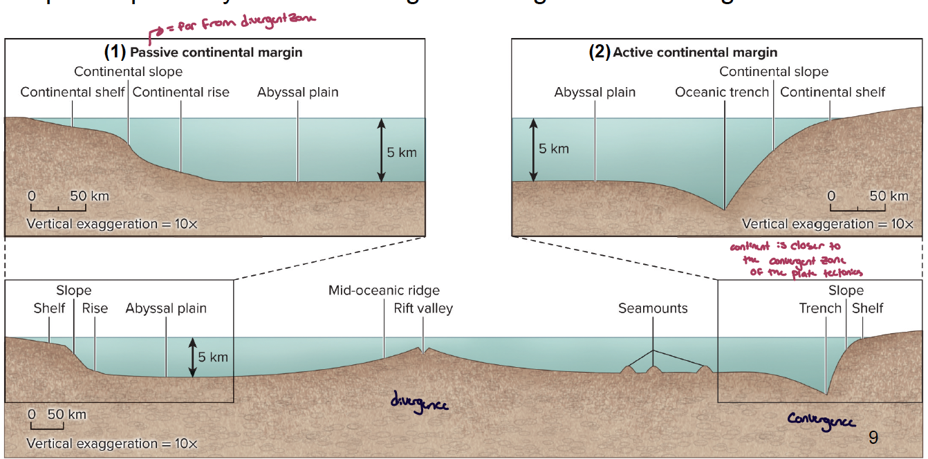 <p>they are strongly influenced by plate tectonics, especially with respect to proximity of coastal margin to divergence or convergence zones</p><p>you can have two duties of continental margins: </p><ol><li><p>passive continental margin: far from a divergent zone - has a less steep continental slope and longer continental shelf</p></li><li><p>active continental margin: the continent is closer to the convergent zone of the plate tectonics - has an oceanic trench instead of a continental rise</p></li></ol><p></p>