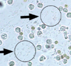 <p>What is this?</p>