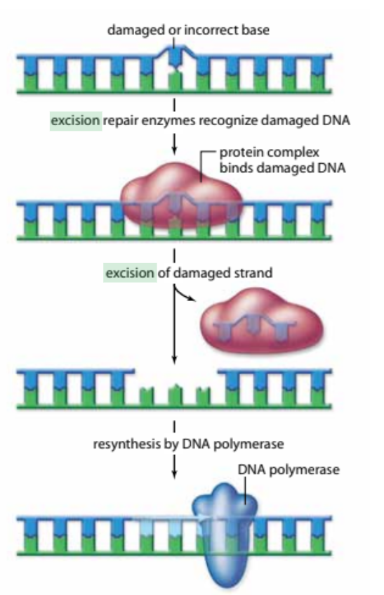 <ul><li><p>a non-specific type of DNA repair that can fix a variety of damage through excision (cutting out) of the damaged or incorrect base to later be replaced by DNA polymerase </p></li></ul><p></p>
