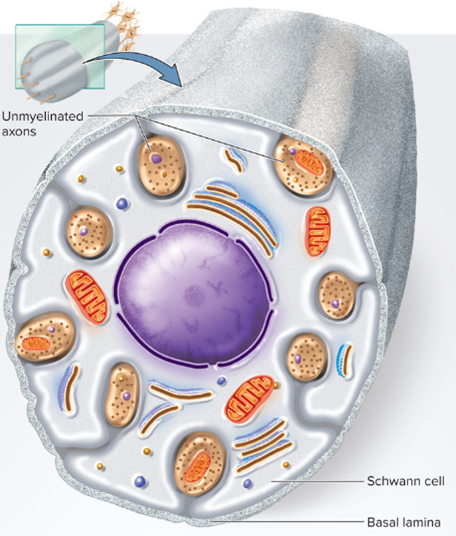<p>In the PNS even the unmyelinated axons are enveloped in Schwann cells, its membrane, doesn’t spiral repeatedly around the</p>