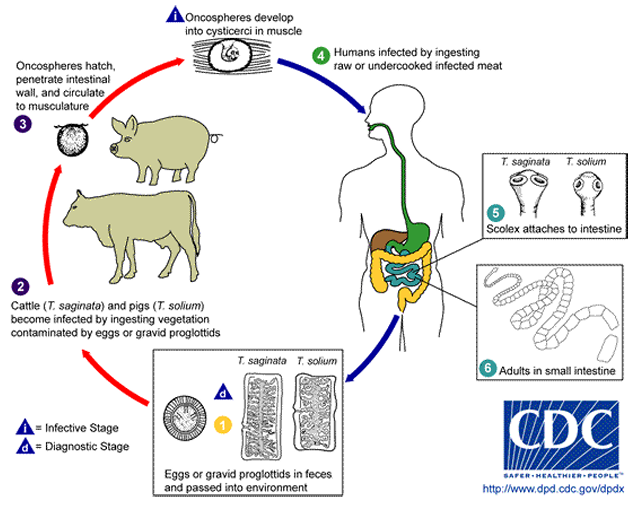<p>Human definitive host </p><p>We ingest cysticerci (from undercooked meat) and shed eggs or gravid proglottids in stools</p>