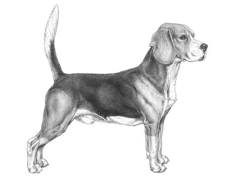 <p>Beagle</p>