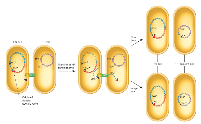 <p>Fill in the blank…</p><p>Hayes showed that conjugation between an Hfr and F- strain involves the transfer of a portion of the ( ) bacterial chromosome. The origin of transfer of the integrated F factor determines the starting point and direction of the transfer process. When the DNA is cut here, it becomes the starting point for the transfer of the Hfr chromosome to the F- cell. Then, a strand of bacterial DNA begins to enter the recipient cell in a linear manner.</p><p>It takes upwards of two hours for the entire Hfr chromosome to be passed to the F- cell, but most conjugations don’t last that long. Only a ( ) of the Hfr chromosome gets into the F- cell and this material can ( ) with the homologous region of the chromosome of the recipient cell.</p>