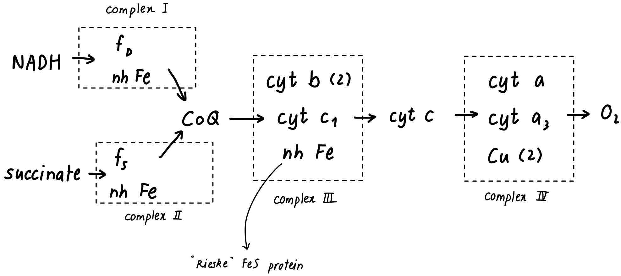 <p><strong>d) Has one heme covalently bound to apoprotein</strong></p><p>Cytochrome c<sub>1</sub> is the redox centre in complex III (ubiquinol cytochrome c reductase) that acts as direct electron donor to cytochrome c. This it is cytochrome c<sub>1</sub> that reduces cytochrome c.</p><p>a) False. Gets reduced by cytochrome c<sub>1</sub></p><p>b) False. It reduces complex IV</p><p>c) False. The reason it reduces complex IV is because of its lower E’°</p><p>d) True. Hemes c are characterised by covalent binding of the vinyl groups to SH in the apoproteins. This is also true for cytochrome c<sub>1</sub></p><p>e) False. It is localised in the intermembrane space</p>