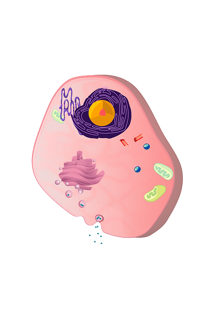 <ul><li><p>single cell eukaryotes</p></li><li><p>colonial cells</p></li><li><p>multicellular eukaryotes</p></li></ul><p></p>