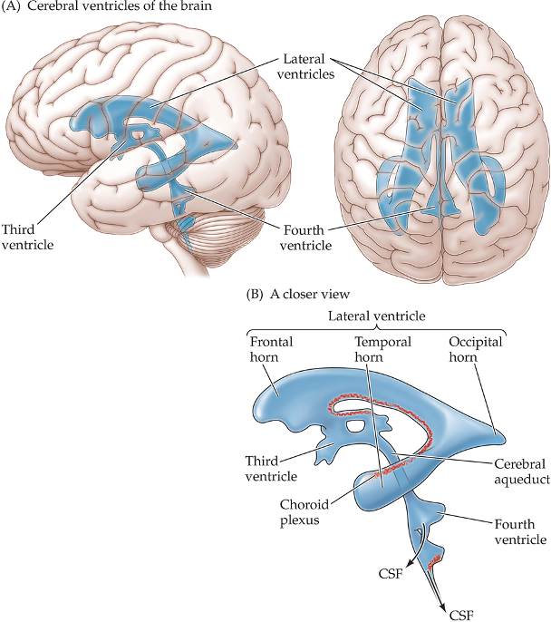 <p>4 empty, fluid-filled venticles;</p><p>Lateral ventricles (2), third ventricle, and fourth ventricle; </p><p>Keeps the brain cushioned in cerebral spinal fluid</p>