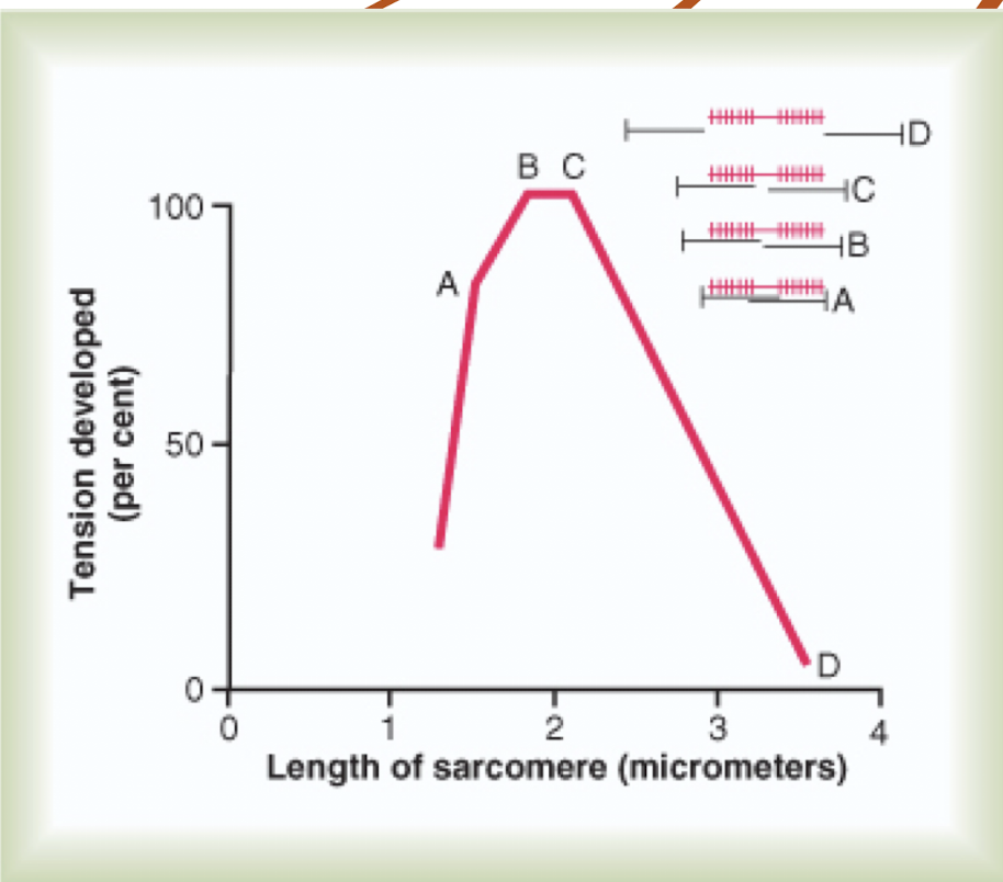 <p>Explain what occurs in tension of contracting muscle</p>