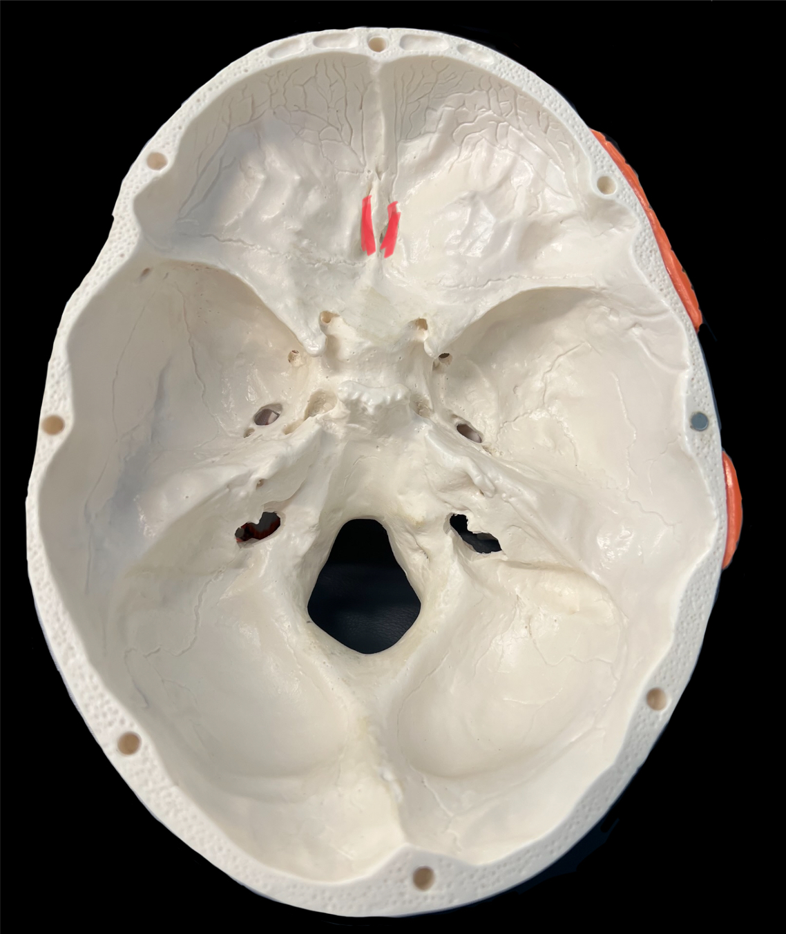 What is highlighted in red?

What goes through it?

What separates the two?