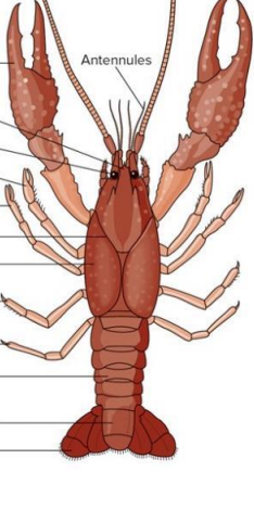 <p>Locate the following appendages on you specimen.</p><p>• walking legs</p><p>• swimmerets</p><p>• uropods</p><p>• telson</p><p></p>