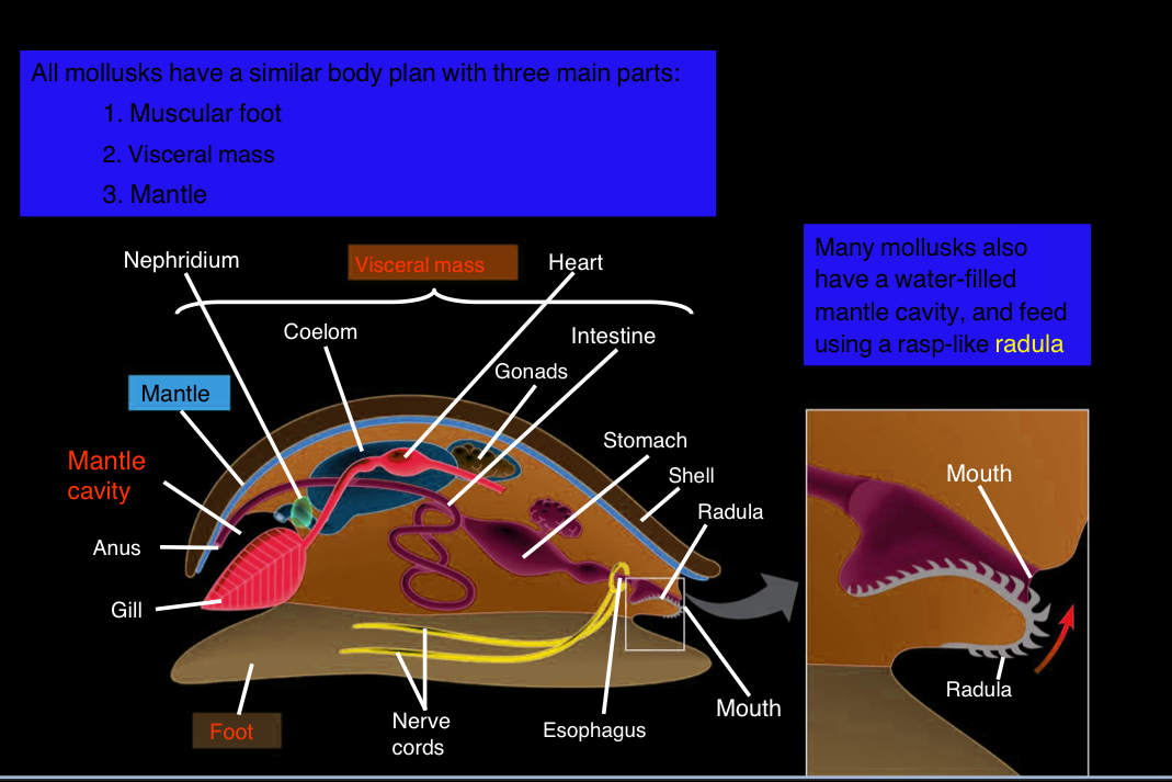 <ul><li><p>include snails and slugs, oysters and clams, and octopuses and squids</p></li><li><p>most are marine but can live in fresh water or are terrestrial</p></li><li><p>soft-bodies animals, but most are protected by a hard shell</p></li><li><p>many have a water-filled mantle cavity and feed using rasp-like radula</p></li><li><p>body plan contains 3 main parts:</p><ul><li><p>muscular foot</p></li><li><p>visceral mass</p></li><li><p>mantle</p></li></ul></li></ul><p></p>