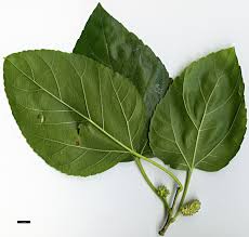 <p>White Mulberry </p>
