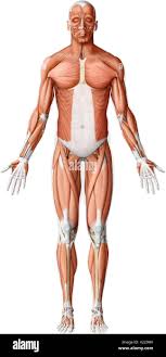 <p>the front part of the body or a structure positioned toward the fron</p>