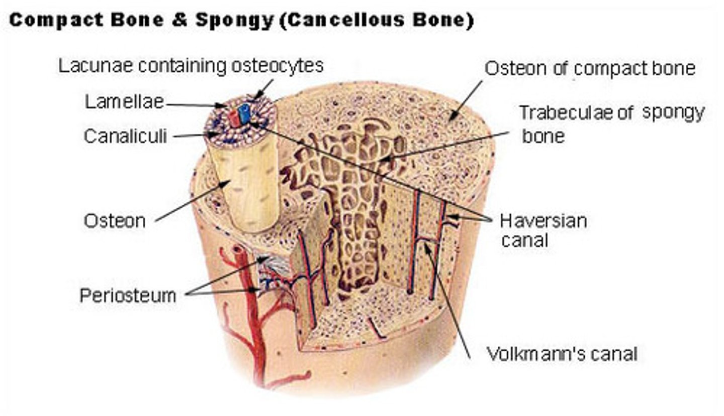 <p>dense, hard layers of bone tissue that lie underneath the periosteum</p>
