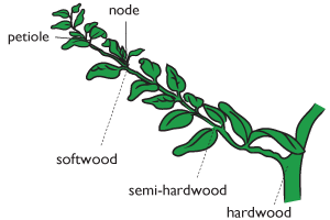 <ul><li><p>taken during dormant season</p></li><li><p>basal cut just below a node and top cut just above a node (rot)</p></li><li><p>2-3 in</p></li><li><p>tops can be waxed: polarity/rot</p></li><li><p>at least 2 nodes</p></li></ul>