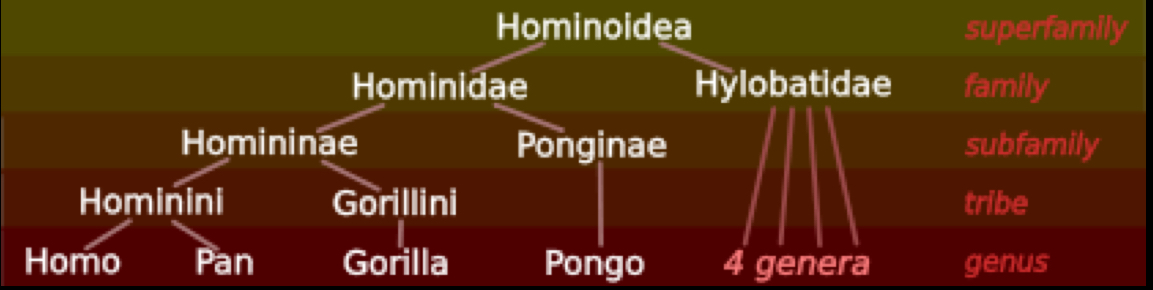 <ul><li><p>Family Hominidae - “Great” Apes</p></li><li><p>Family Hylobatidae - “Lesse” Apes</p></li><li><p>Subfamilies - Homininae (African ape clade), and Ponginae (Orangutans)</p></li><li><p>Tribes - Hominini (humans and chimps) and gorillini (gorrilas)</p></li><li><p>subtribe - Hominina (Humans) and panina (chimps and bonobos)</p></li></ul><p></p>