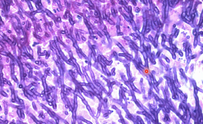 <p>What is shown?</p>