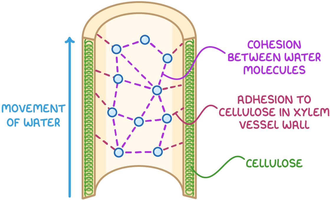 <p>cohesion:</p><ul><li><p>water is a dipole - H bonds form between the H and O of water molecules</p></li><li><p>this creates cohesion between water molecules, making them stick together so water can travel up xylem as a continuous water column</p></li></ul><p>adhesion:</p><ul><li><p>H bonds form between polar water molecules and non polar cellulose in xylem vessel walls</p></li><li><p>this pulls water up xylem</p></li></ul><p>tension:</p><ul><li><p>evaporation of water at lead surface creates tension</p></li><li><p>this pulls water up through xylem</p></li></ul><p></p>