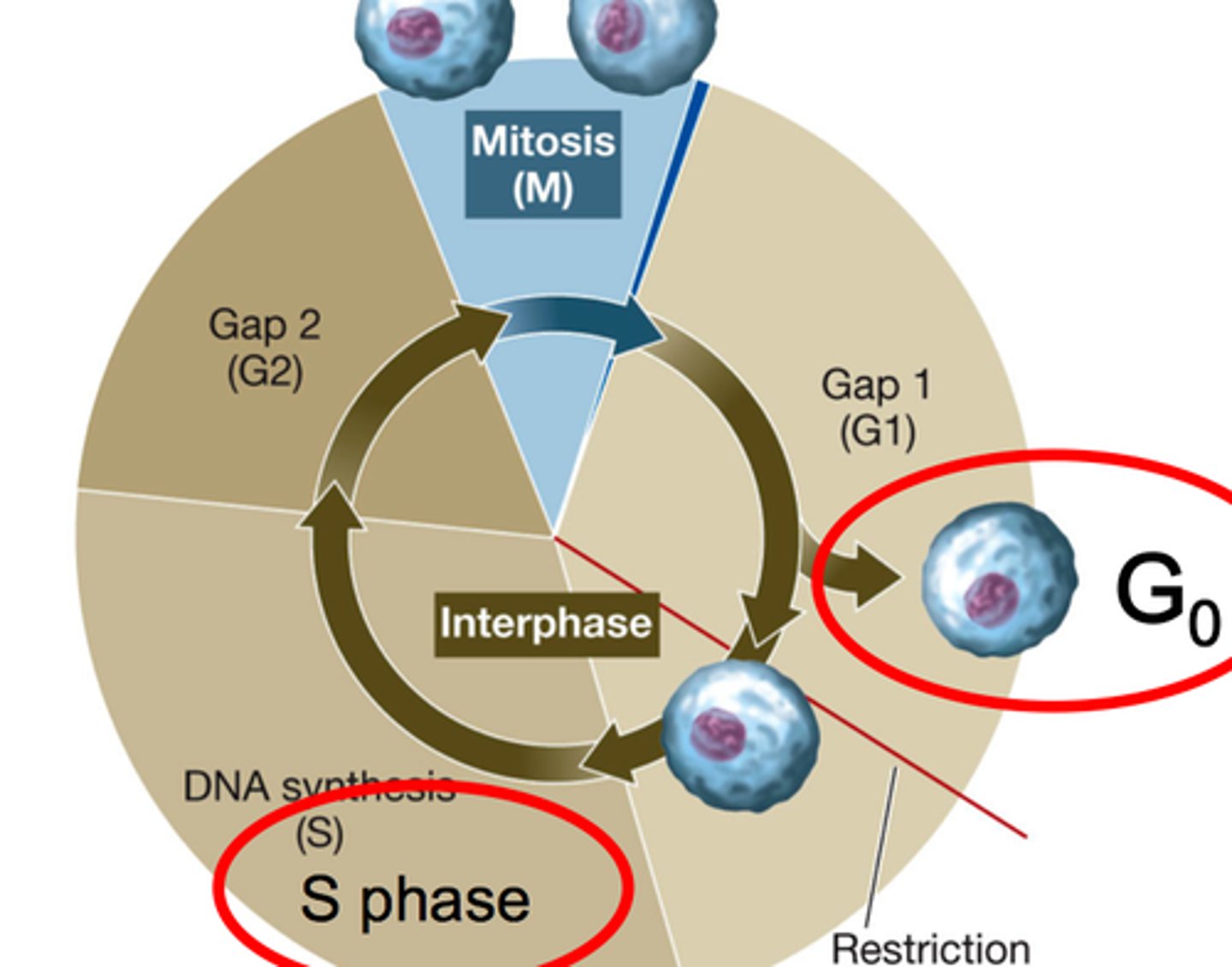 <p>The first gap, or growth phase, of the cell cycle, consisting of the portion of interphase before DNA synthesis begins.</p>