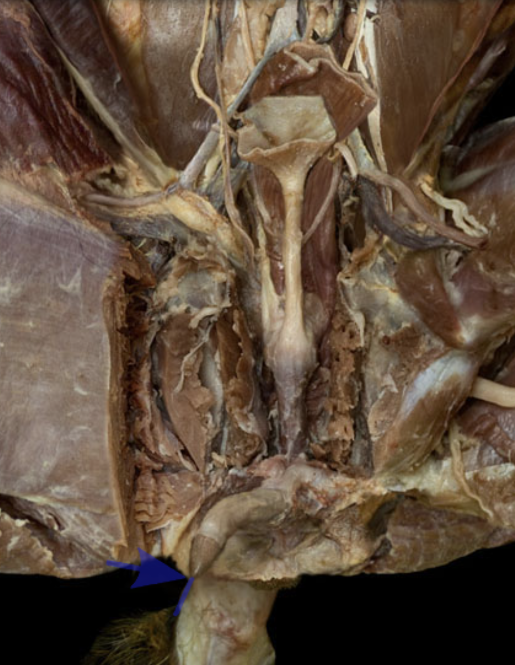 knowt flashcard image