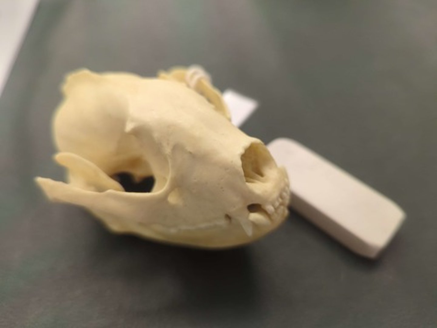 <p>What animal is this? Answer with "Skull" after animal name.</p>