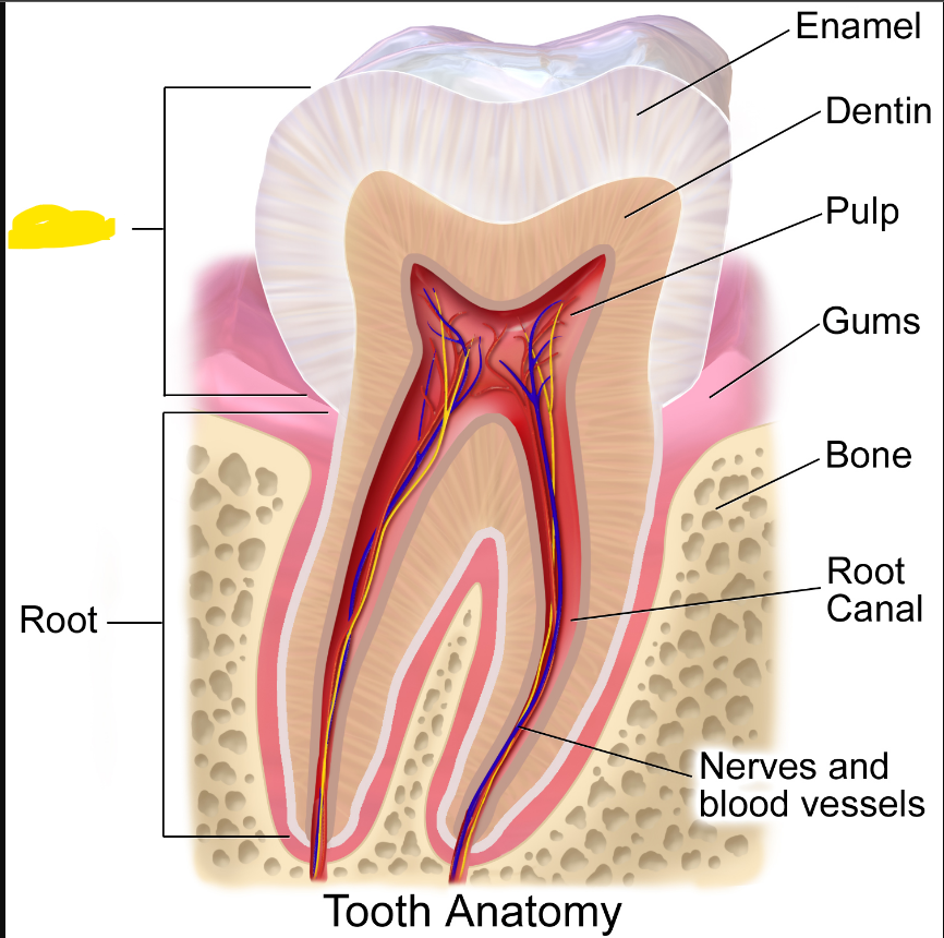 knowt flashcard image