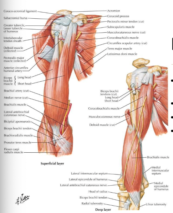 <p>O:</p><ul><li><p>distal ½ of anterior surface of humerus and both medial and lateral IM septa</p></li></ul><p>I:</p><ul><li><p>tuberosity and coronoid process of ulna</p></li></ul><p></p>