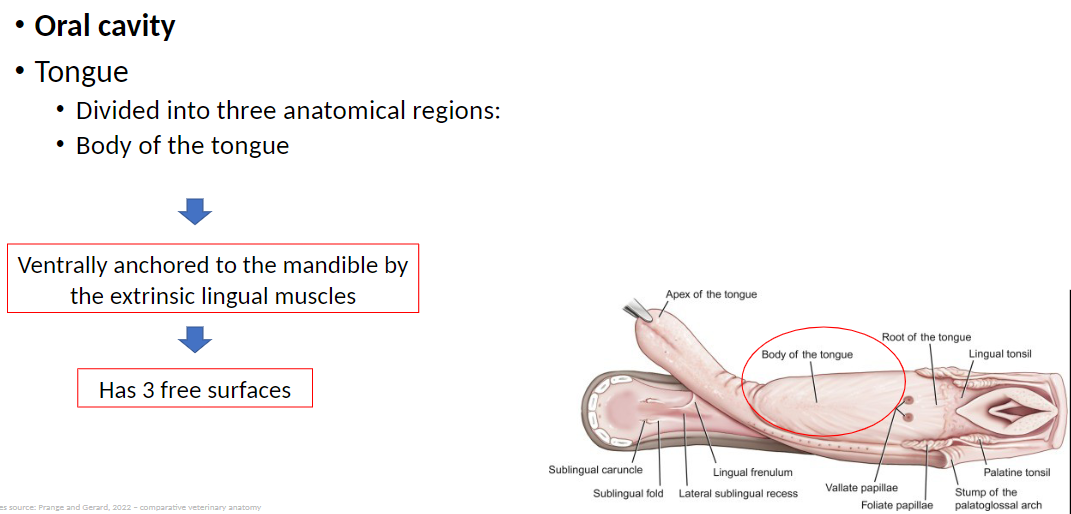 <p><strong>Body of the Tongue</strong>: The middle portion of the tongue between the apex (tip) and the root (back)<br> Ventrally anchored (attached on the underside) to the mandible by extrinsic lingual muscles, allowing movement and support<br> Has 3 free surfaces that are not attached: dorsal (top) and 2 lateral borders (sides), which help manipulate food during chewing and swallowing</p>