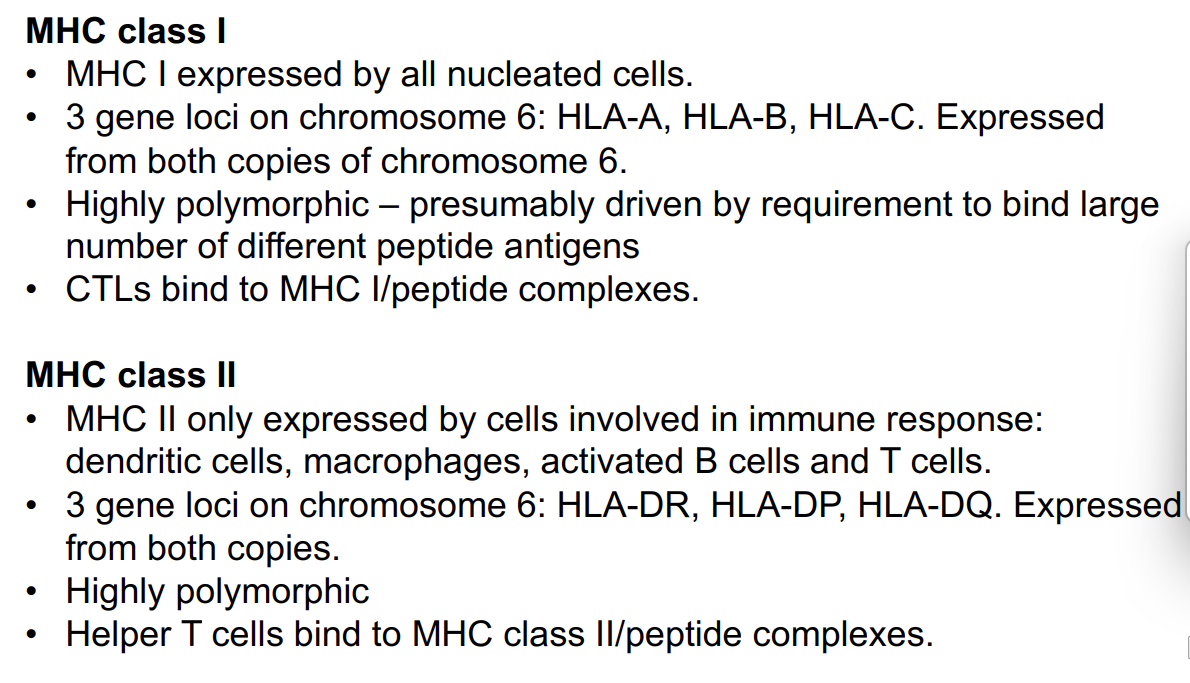 <ul><li><p>MHC II <strong><em>only </em></strong>expressed by cells involved in <em>immune response:</em> <em>dendritic cells, macrophages, activated B cells and T cells.</em></p></li><li><p>3 gene loci on<strong> chromosome 6: </strong>HLA-DR, HLA-DP, HLA-DQ. Expressed from both copies.</p></li><li><p><strong>Highly polymorphic</strong></p></li><li><p><strong>Helper T cells bind to MHC class II/</strong>peptide complexes.</p></li></ul><p></p>