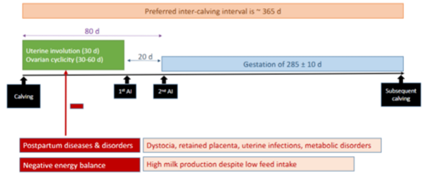 <p>i.e. for an optimum inter-calving interval of 365 days, cows should be pregnant 60-80 days from last calving (VWP allows uterine involution)</p>