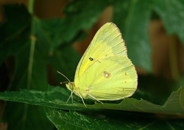 <p>whites, sulfurs, orange-tips</p>