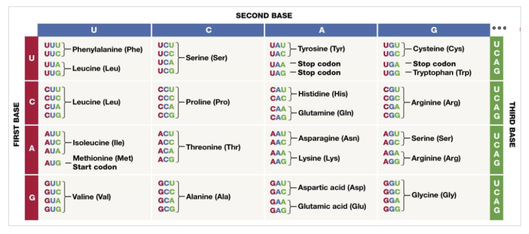 <p>Based on the following mRNA codon sequence, what amino acid sequence will be generated?</p><p>5’-ACUGAUGACCCAUGGCGUGUGAGCU-3’</p><p>Option A: Thr-Asp-Asp-Pro-Trp-Arg-Val-Ser</p><p>Option B: Ser-Ser-Val-Arg-His-Pro-Val-Val</p><p>Option C: Met-Ala-Cys-Glu-Pro</p><p>Option D: Met-Thr-His-Gly-Val</p>