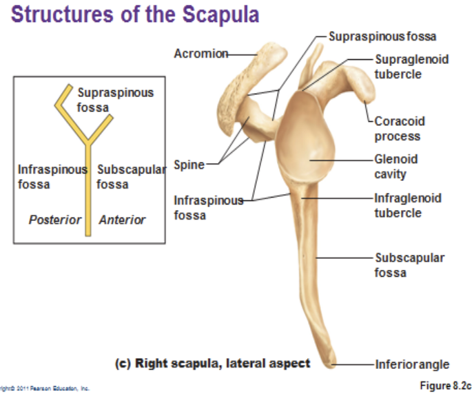 <p>is this scapula anterior, lateral, or posterior</p>