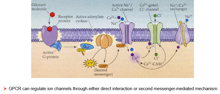<ul><li><p><strong>Receptor type:</strong> β adrenergic</p></li><li><p><strong>G protein:</strong> <strong>Gs</strong></p></li><li><p><strong>Pathway:</strong></p><ol><li><p>Signal → activates Gs protein</p></li><li><p>Gs activates <strong>Adenylyl Cyclase</strong></p></li><li><p>Adenylyl cyclase converts ATP → <strong>cAMP</strong></p></li><li><p>cAMP activates <strong>PKA</strong></p></li><li><p>PKA → opens ion channels, modulates Ca²⁺ handling</p></li></ol></li><li><p><strong>Outcome:</strong> Increased heart rate, relaxation of smooth muscle, energy mobilization.</p></li></ul><p></p>