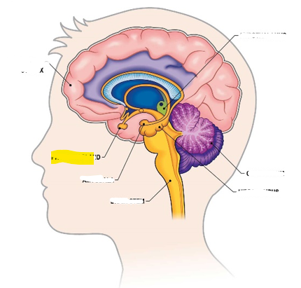 <p>Hvaða hlut i heilans er þetta?</p>