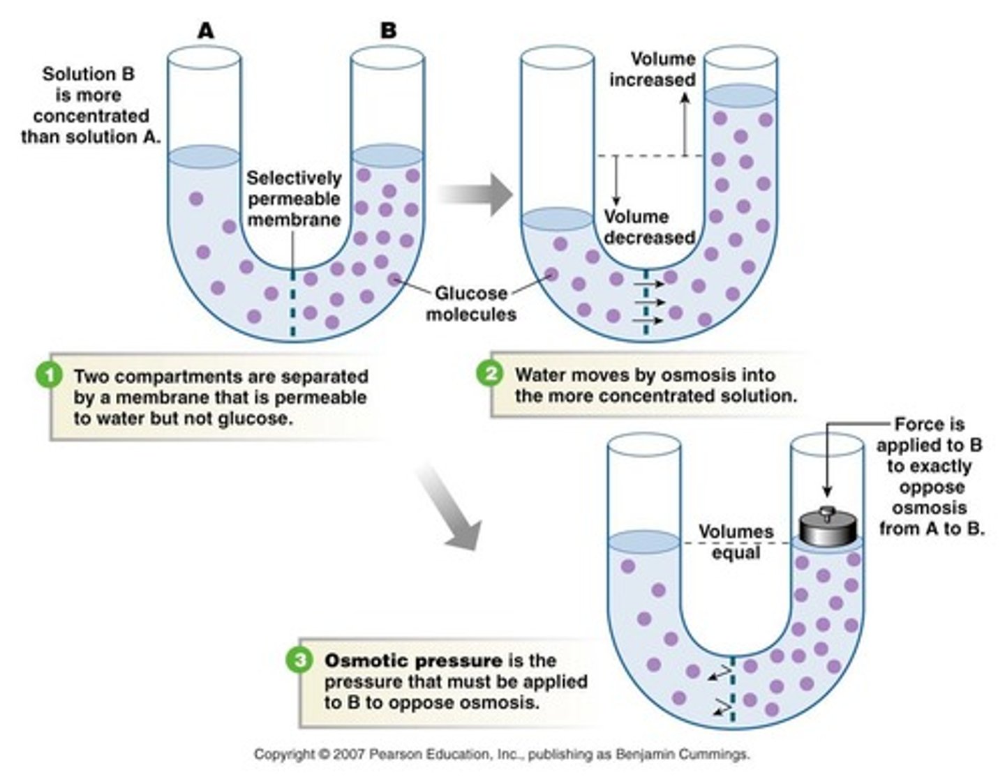 <p>Movement of water across a semi-permeable membrane.</p>