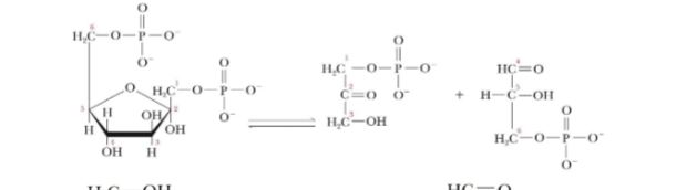 <p>What enzyme goes with this reaction</p>
