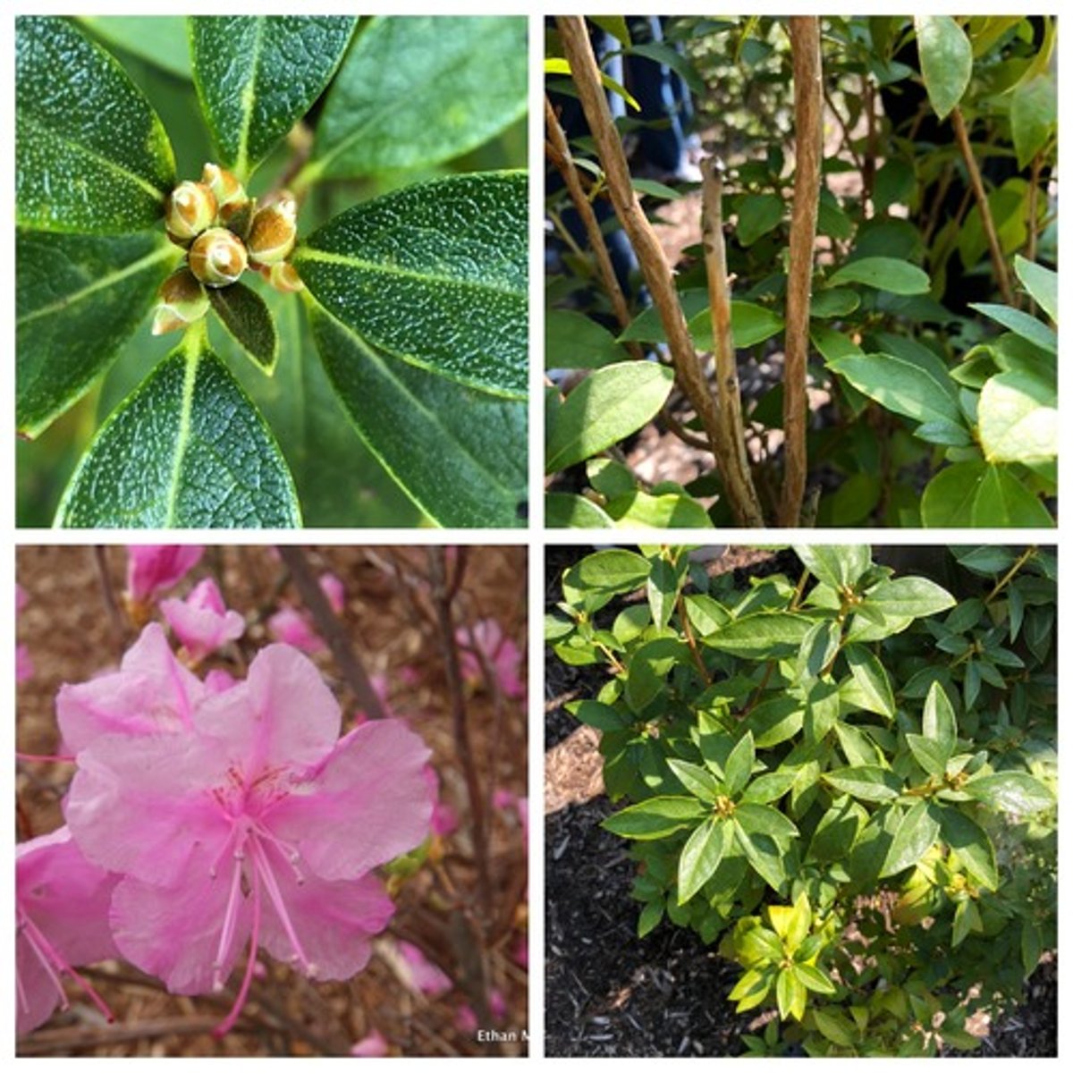 <p>Notice the bud in the top left</p>