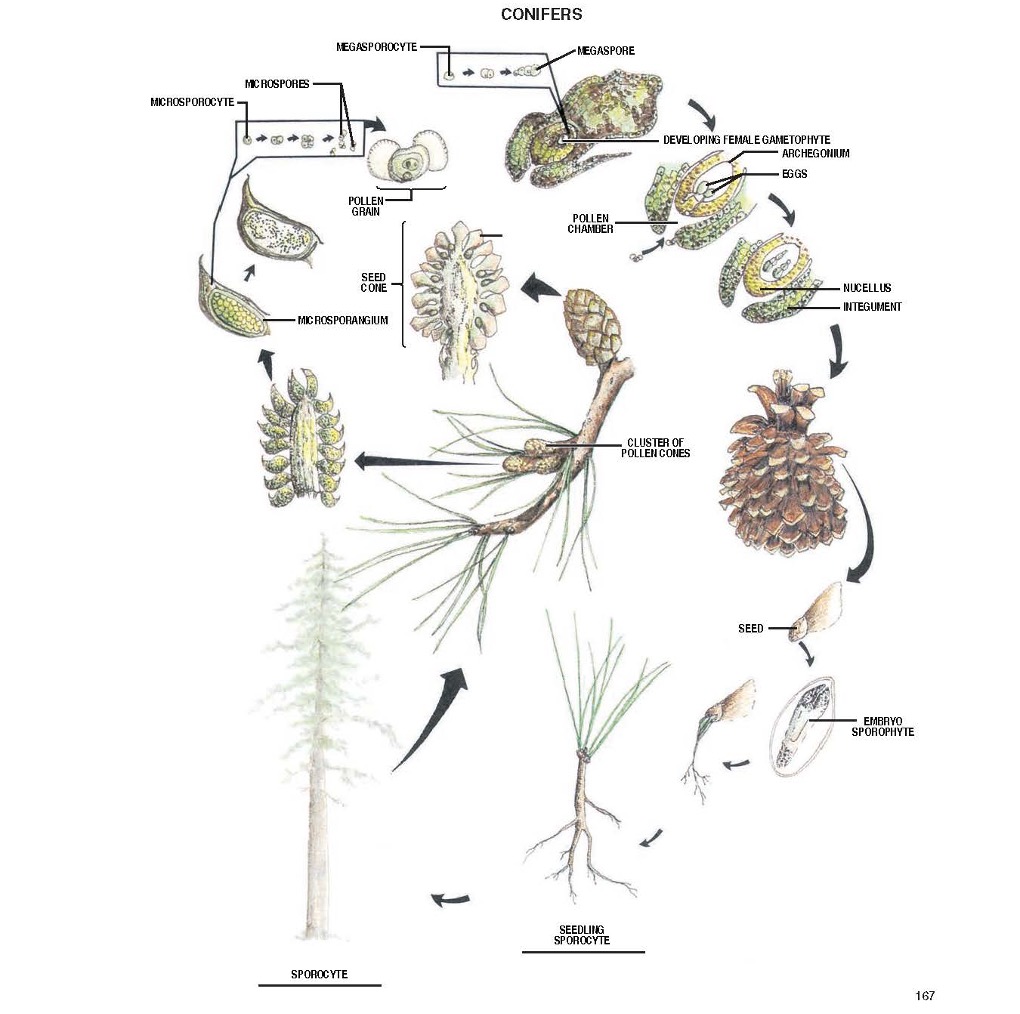 Reproduction of a gymnosperm