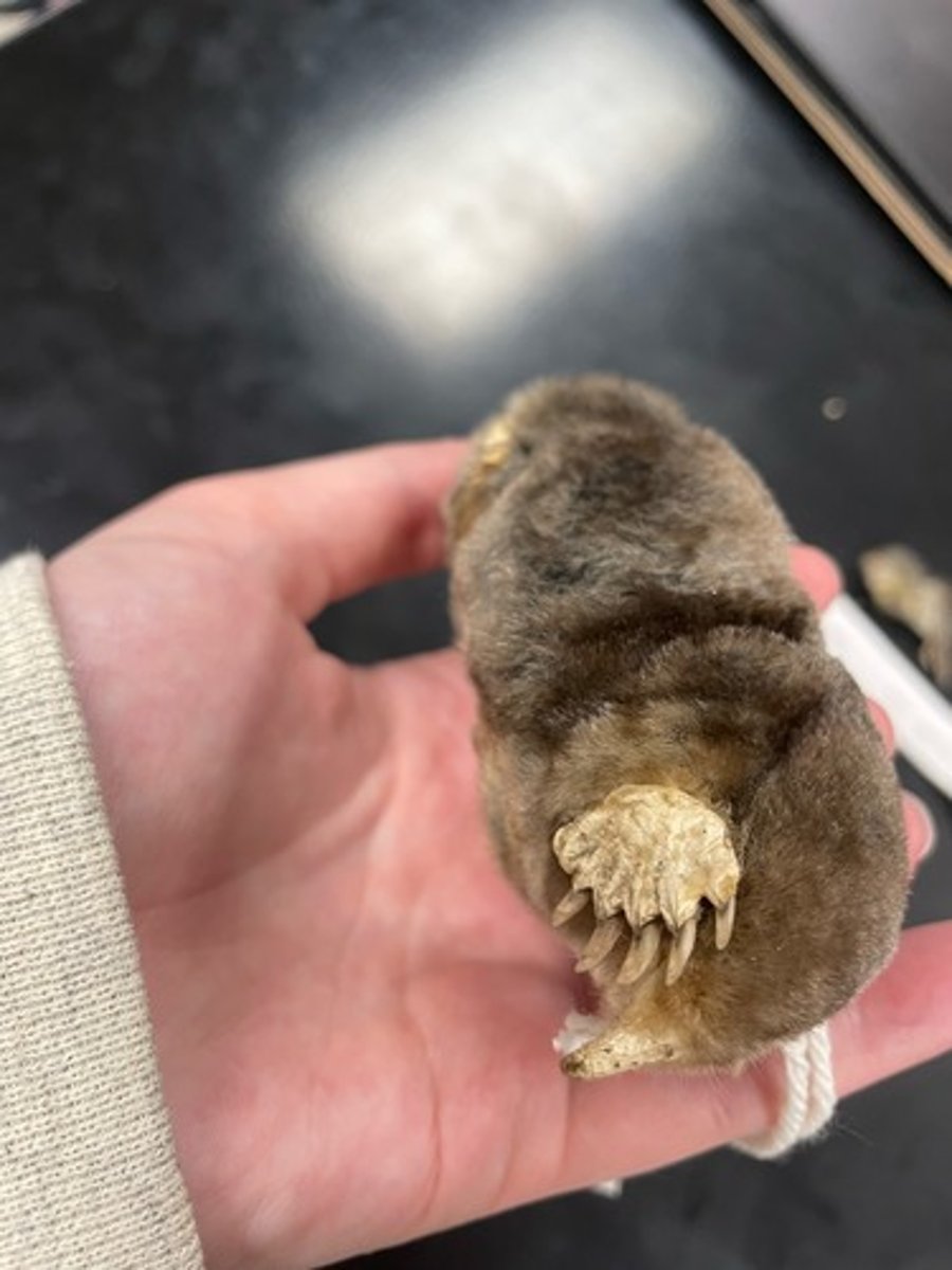 <p>Family: Talpidae</p><p>Genus & species: Scalopus aquaticus</p>