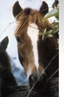 <p>What is this face marking combination?</p>