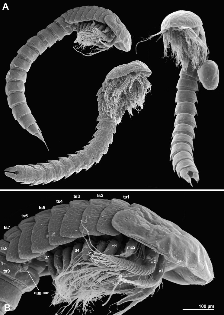 <p>Horseshrimp </p><p>epibenthic depoist feeders with undifferentied trunk appenages </p><p></p>