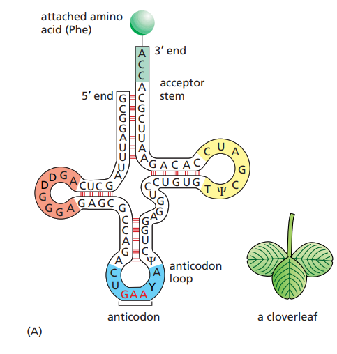 <ul><li><p>~80 nucleotides long.</p></li><li><p>The anticodon region : 3 nucleotides that pair with the complementary codon on the mRNA.</p></li><li><p>The 3’ end region : Region that binds the corresponding amino-acid.</p></li></ul><p></p>