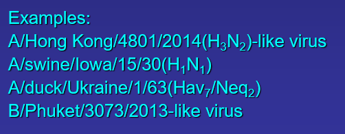 \-%%Type%%

\-%%Host of origin%%

\-%%Geographic origin%%

\-%%Strain number%%

\-%%Year of isolation%%

\-%%Antigenic descriptions%%