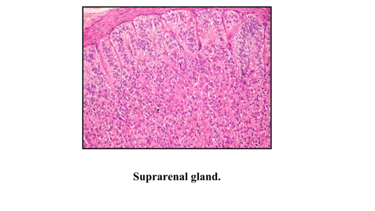 <p>Suprarenal (adrenal) gland – LM</p>