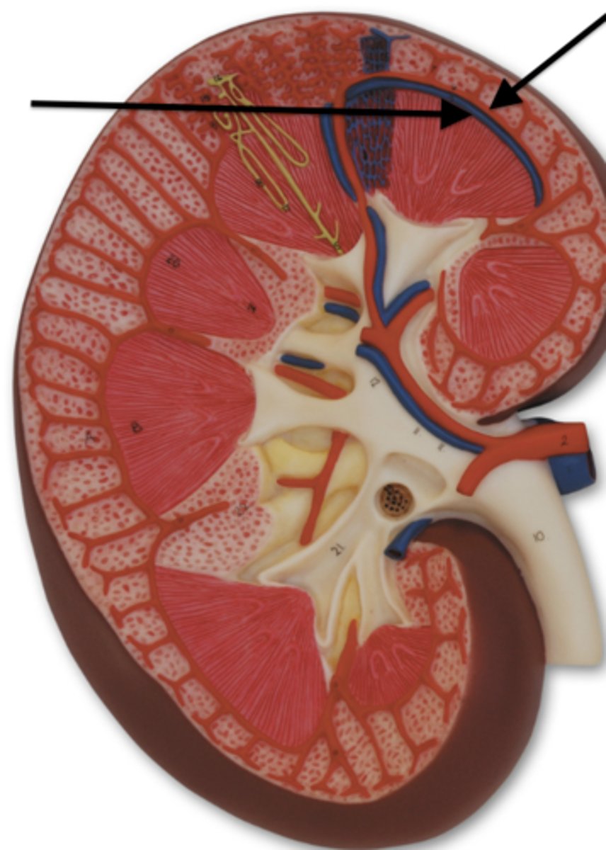 <p>What artery is this?</p>