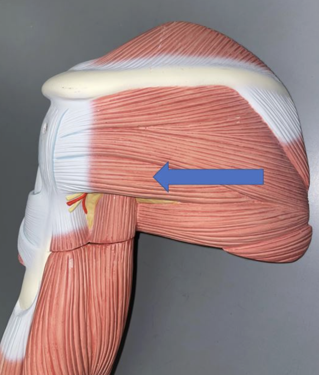 <p>muscle name & action</p>