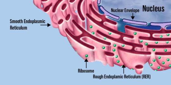 <p>Modifies, sorts, tags, packages, and distributes lipids (smooth ER) and proteins (rough ER)</p>