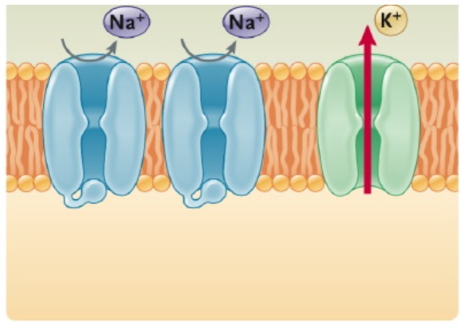 The diagram below shows the activation and inactivation gates of the Na+ channel and the activation gate of the K+ channel. Which “phase of the action potential” is represented by this diagram? \n a. The membrane potential is at rest. \n b. The membrane potential is at threshold. \n c. The membrane is depolarizing. \n d. The membrane is at the peak of the depolarisation. \n e. The membrane is repolarizing. \n f. The membrane is hyperpolarized.