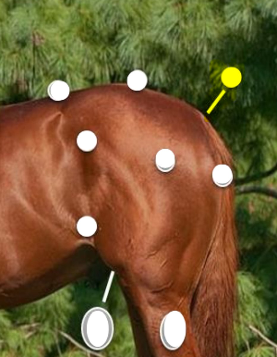 <p>What is body part is indicated on the image</p>